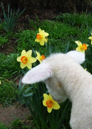 Daffodil Lamb Journal product image