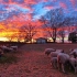 Sheep Sunset Thin Wrap product image