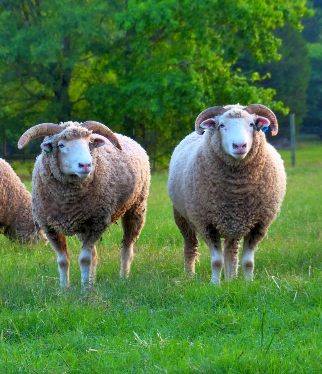 About Ewephoric Texas Sheep image